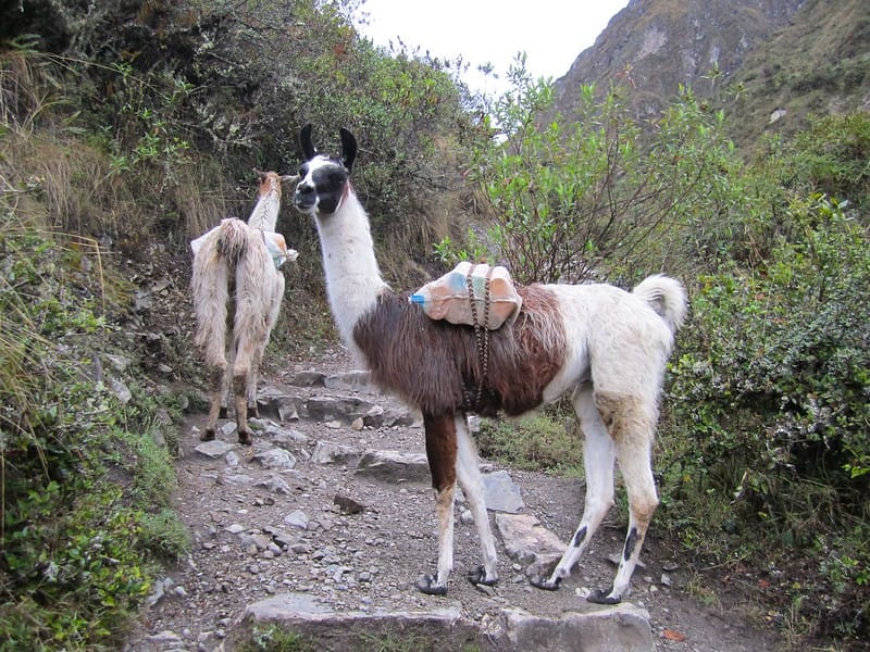 inca trail luxury hike inca trail luxury hike